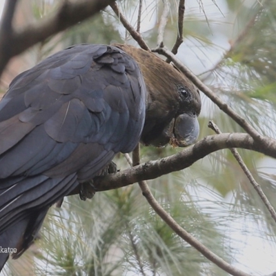 Calyptorhynchus lathami (Glossy Black-Cockatoo) at Conjola Bushcare - 25 Oct 2015 by Charles Dove