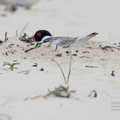 Charadrius rubricollis (Hooded Plover) at South Pacific Heathland Reserve - 25 Oct 2015 by Charles Dove
