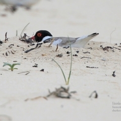 Charadrius rubricollis (Hooded Plover) at South Pacific Heathland Reserve - 26 Oct 2015 by Charles Dove
