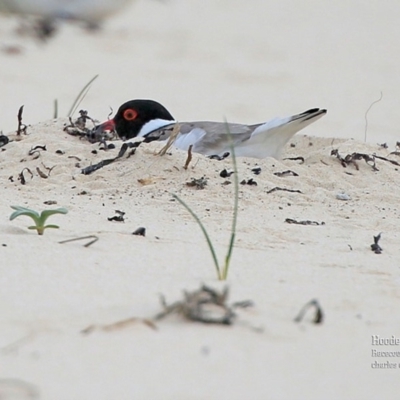 Charadrius rubricollis (Hooded Plover) at South Pacific Heathland Reserve - 26 Oct 2015 by Charles Dove