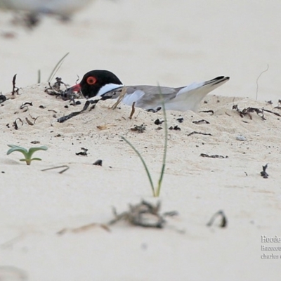 Charadrius rubricollis (Hooded Plover) at South Pacific Heathland Reserve - 25 Oct 2015 by Charles Dove