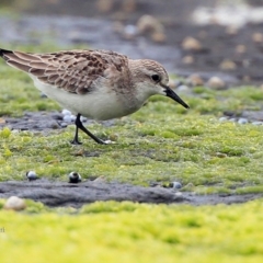 Calidris ruficollis (Red-necked Stint) at South Pacific Heathland Reserve - 26 Oct 2015 by CharlesDove