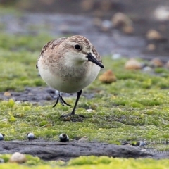 Calidris ruficollis at South Pacific Heathland Reserve - 26 Oct 2015