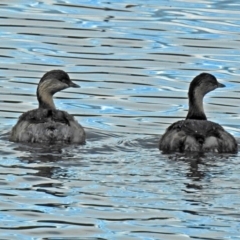 Poliocephalus poliocephalus (Hoary-headed Grebe) at Fyshwick, ACT - 28 Jun 2018 by RodDeb