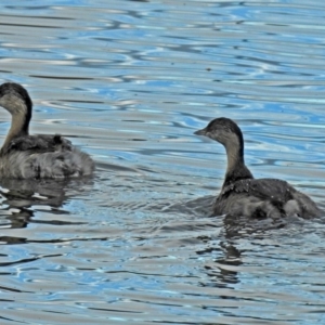 Poliocephalus poliocephalus at Fyshwick, ACT - 28 Jun 2018