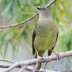 Ptilonorhynchus violaceus (Satin Bowerbird) at Burrill Lake, NSW - 11 Oct 2015 by Charles Dove