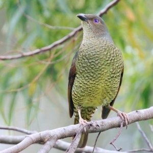 Ptilonorhynchus violaceus at Burrill Lake, NSW - 12 Oct 2015