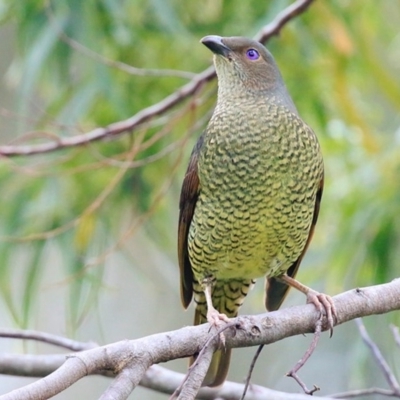 Ptilonorhynchus violaceus (Satin Bowerbird) at Burrill Lake, NSW - 11 Oct 2015 by Charles Dove