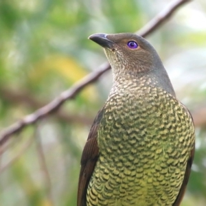 Ptilonorhynchus violaceus at Burrill Lake, NSW - 12 Oct 2015