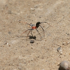 Leptomyrmex erythrocephalus at Meroo National Park - 12 Oct 2015