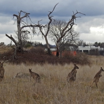 Macropus giganteus (Eastern Grey Kangaroo) at Fyshwick, ACT - 28 Jun 2018 by RodDeb