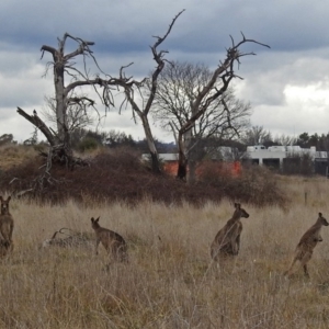 Macropus giganteus at Fyshwick, ACT - 28 Jun 2018