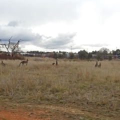 Macropus giganteus at Fyshwick, ACT - 28 Jun 2018 02:00 PM