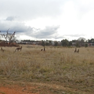 Macropus giganteus at Fyshwick, ACT - 28 Jun 2018