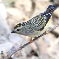 Pardalotus punctatus (Spotted Pardalote) at Meroo National Park - 12 Oct 2015 by CharlesDove