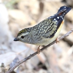 Pardalotus punctatus (Spotted Pardalote) at Meroo National Park - 11 Oct 2015 by Charles Dove