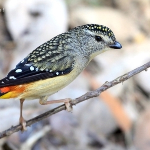 Pardalotus punctatus at Meroo National Park - 12 Oct 2015