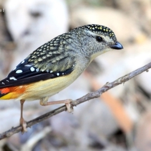 Pardalotus punctatus at Meroo National Park - 12 Oct 2015 12:00 AM