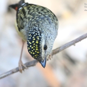 Pardalotus punctatus at Meroo National Park - 12 Oct 2015