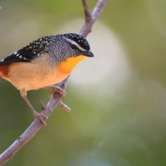 Pardalotus punctatus at Meroo National Park - 12 Oct 2015