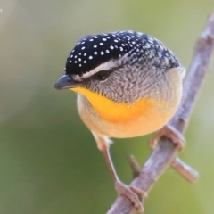 Pardalotus punctatus at Meroo National Park - 12 Oct 2015