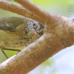 Acanthiza lineata (Striated Thornbill) at Meroo National Park - 12 Oct 2015 by CharlesDove