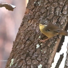 Sericornis frontalis (White-browed Scrubwren) at Meroo National Park - 12 Oct 2015 by CharlesDove