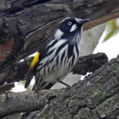 Phylidonyris novaehollandiae (New Holland Honeyeater) at Fyshwick, ACT - 28 Jun 2018 by RodDeb