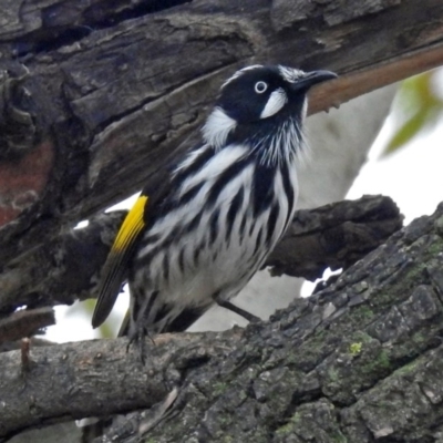 Phylidonyris novaehollandiae (New Holland Honeyeater) at Fyshwick, ACT - 28 Jun 2018 by RodDeb