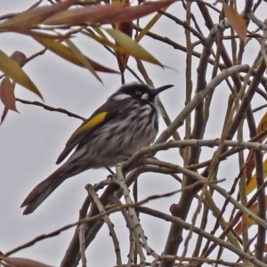 Phylidonyris novaehollandiae at Fyshwick, ACT - 28 Jun 2018