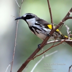 Phylidonyris niger (White-cheeked Honeyeater) at Meroo National Park - 11 Oct 2015 by Charles Dove