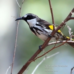 Phylidonyris niger (White-cheeked Honeyeater) at Meroo National Park - 12 Oct 2015 by CharlesDove