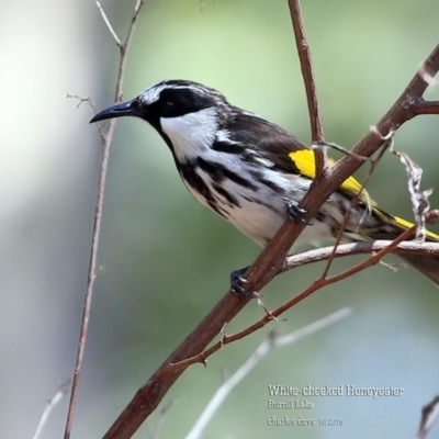 Phylidonyris niger (White-cheeked Honeyeater) at Meroo National Park - 12 Oct 2015 by CharlesDove