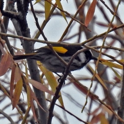 Phylidonyris niger X novaehollandiae (Hybrid) (White-cheeked X New Holland Honeyeater (Hybrid)) at Fyshwick, ACT - 28 Jun 2018 by RodDeb