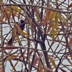 Phylidonyris niger X novaehollandiae (Hybrid) at Fyshwick, ACT - 28 Jun 2018 01:10 PM