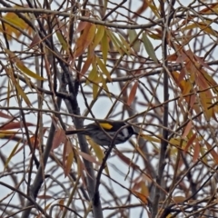 Phylidonyris niger X novaehollandiae (Hybrid) at Fyshwick, ACT - 28 Jun 2018 01:10 PM