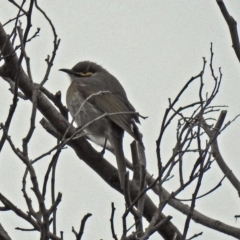 Caligavis chrysops at Fyshwick, ACT - 28 Jun 2018