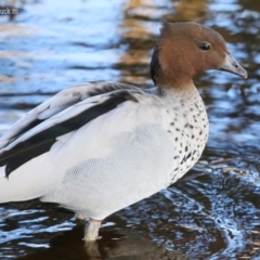 Chenonetta jubata (Australian Wood Duck) at Conjola Lake Walking Track - 1 Oct 2015 by Charles Dove