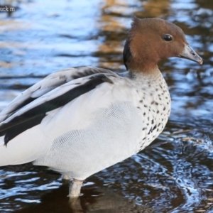 Chenonetta jubata at Lake Conjola, NSW - 2 Oct 2015