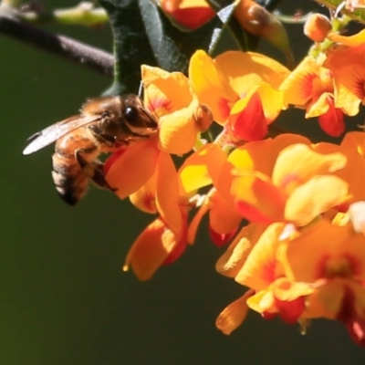 Apis mellifera (European honey bee) at Lake Conjola, NSW - 1 Oct 2015 by Charles Dove
