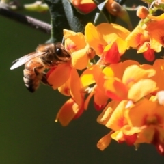 Apis mellifera (European honey bee) at Lake Conjola, NSW - 1 Oct 2015 by Charles Dove
