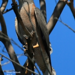 Tachyspiza fasciata (Brown Goshawk) at South Pacific Heathland Reserve - 6 Oct 2015 by CharlesDove