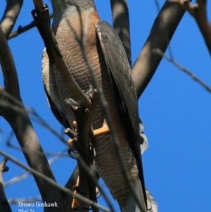 Accipiter fasciatus at South Pacific Heathland Reserve - 6 Oct 2015