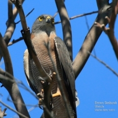 Accipiter fasciatus at South Pacific Heathland Reserve - 6 Oct 2015