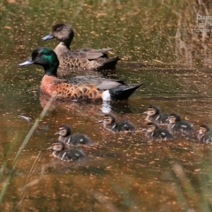 Anas castanea (Chestnut Teal) at Burrill Lake, NSW - 4 Oct 2015 by Charles Dove