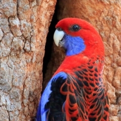 Platycercus elegans (Crimson Rosella) at Lake Conjola, NSW - 2 Oct 2015 by CharlesDove