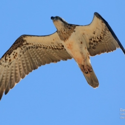 Pandion haliaetus (Osprey) at Undefined - 6 Oct 2015 by CharlesDove