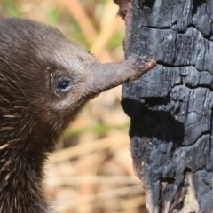 Tachyglossus aculeatus (Short-beaked Echidna) at Lake Conjola, NSW - 2 Oct 2015 by CharlesDove