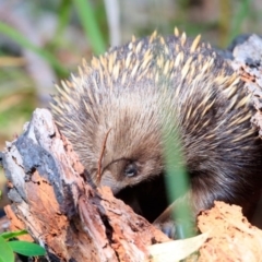 Tachyglossus aculeatus at Lake Conjola, NSW - 2 Oct 2015