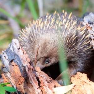 Tachyglossus aculeatus at Lake Conjola, NSW - 2 Oct 2015